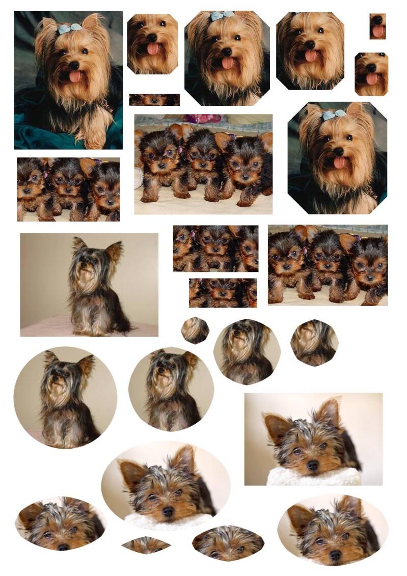 Yorkshire terrier 1