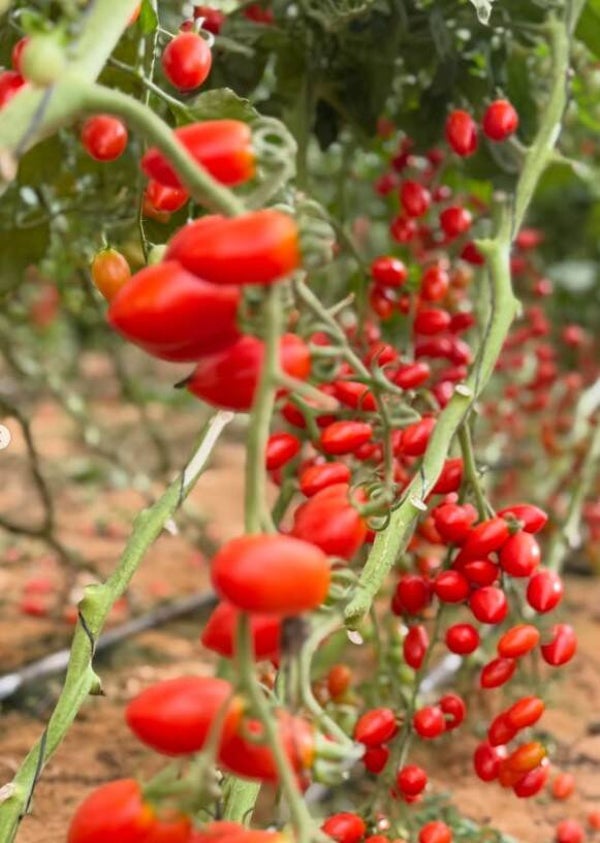 RED CHERRY TOMATOES SEEDS