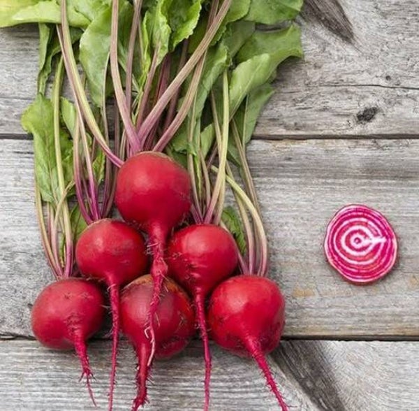 CHIOGGIA BEET SEEDS