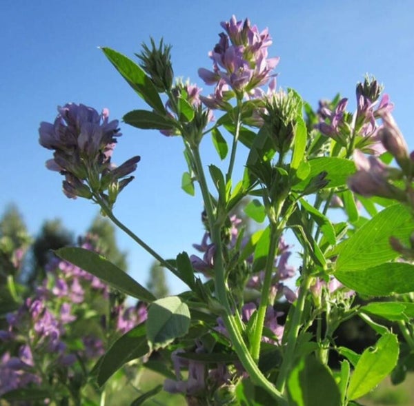 ALFALFA SEEDS