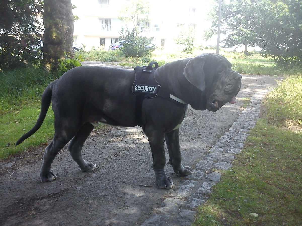 SOS Family Dog