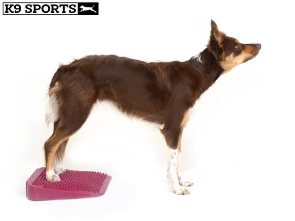 K9 Sports Rampe