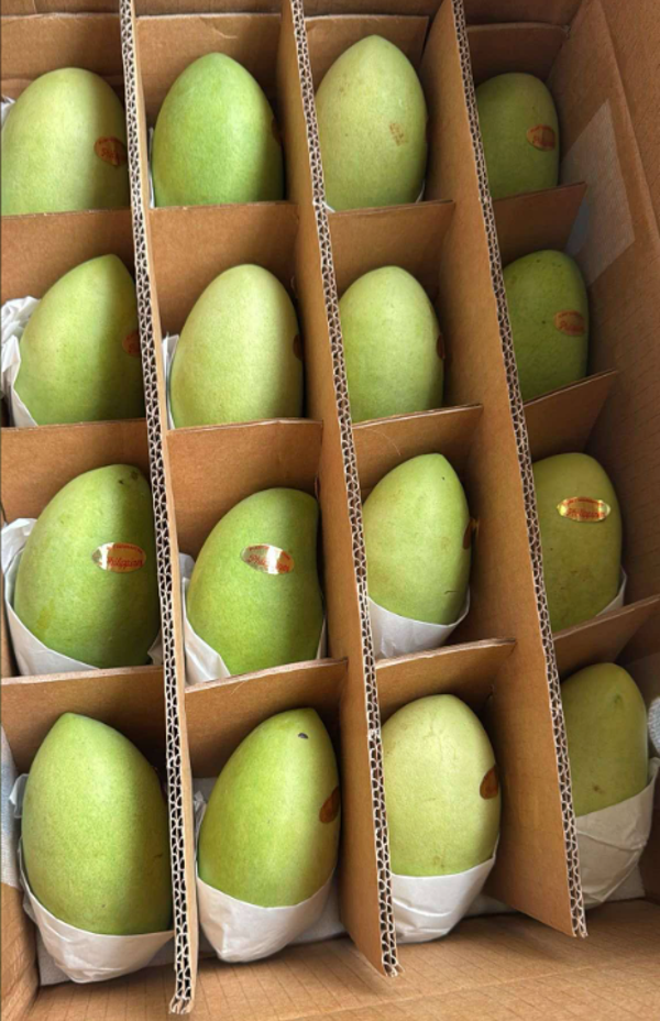 Philippine Mango 1kl (Pre-Order)