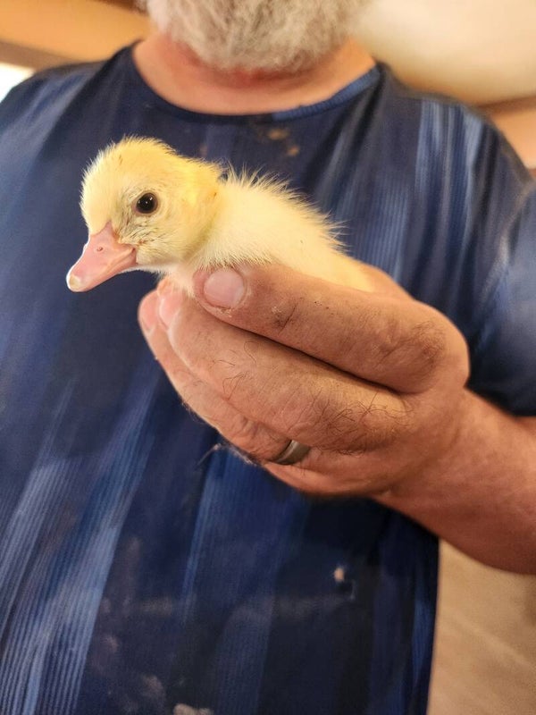 Muscovey Ducklings less than one month.