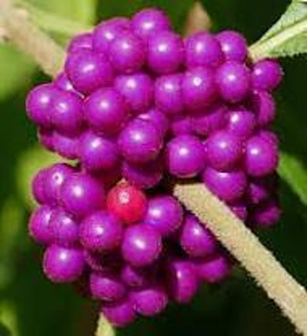 American Beauty Berry Seeds (1 tsp, approx 200-300 seeds)