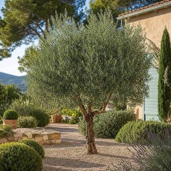 Arboquina Olive Tree