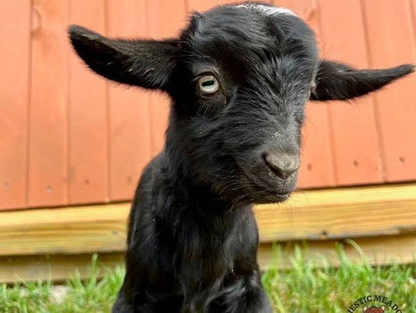 Hand Tamed baby Nigerian Dwarf Goats