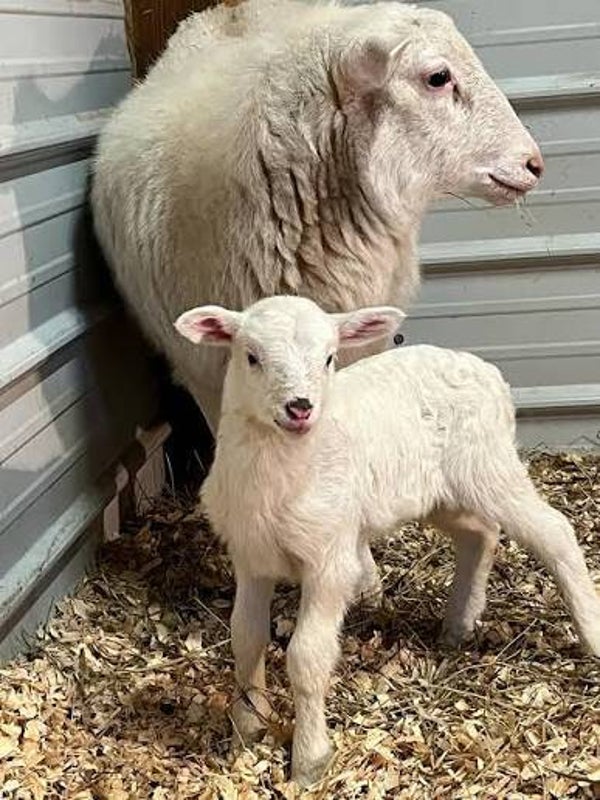 Hair Sheep baby