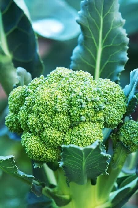 Variety of Broccoli (Available Oct. 8th)
