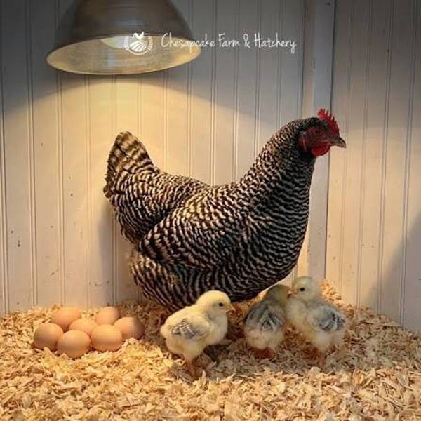 Barred Rock Chickens
