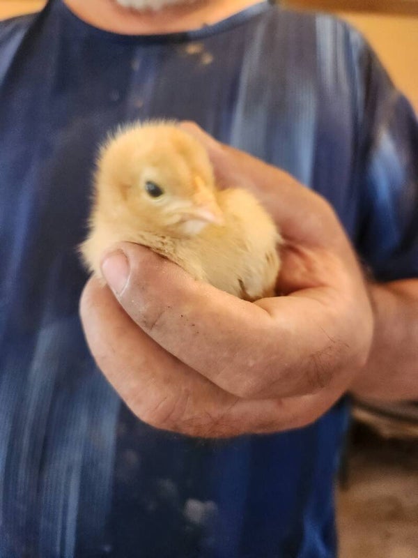 Young Farm Hatched Chicks