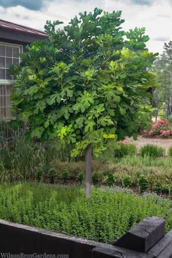 Celeste Fig Tree