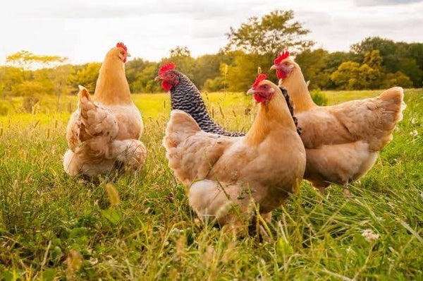 Four to Six Month old Chickens