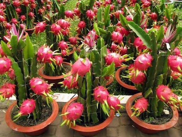 Dragon Fruit Tree (