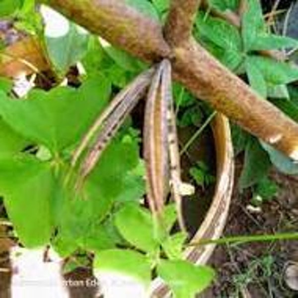 Egyptian Spinach Seeds (1 tsp)