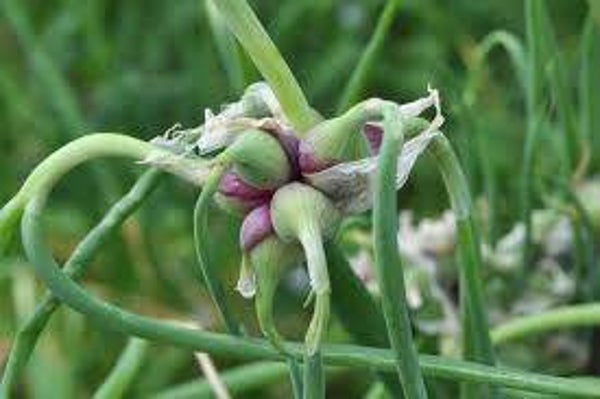 Egyptian Walking Onions (5 started bulbs)