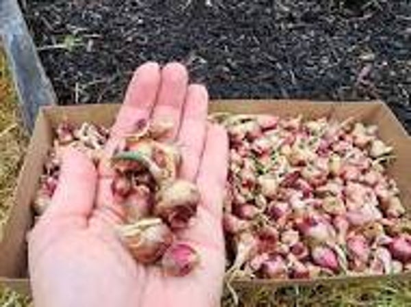 Egyptian Walking Onion (10 bulbs)