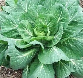 Georgia Collard Greens (starts October, 8)