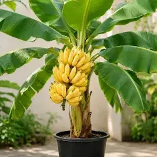 Grand Nain Banana