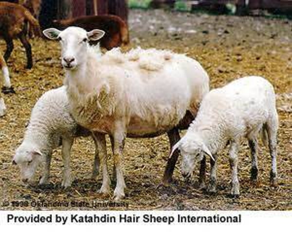 Katahdin Hair sheep weraned