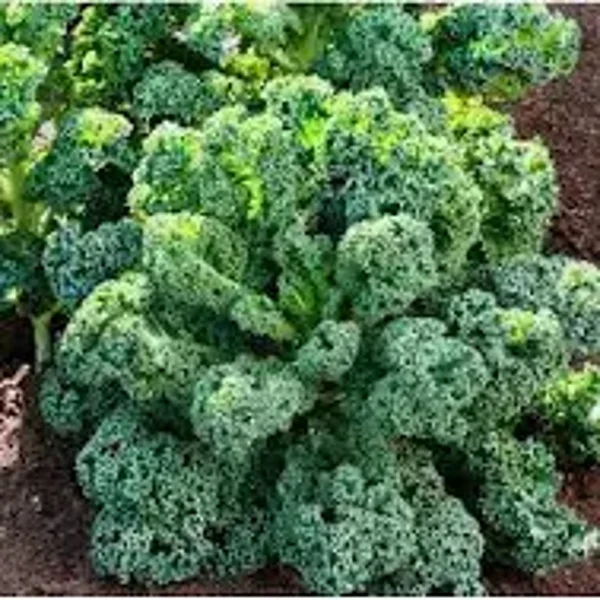 Kale Plants (Avail. October 8)