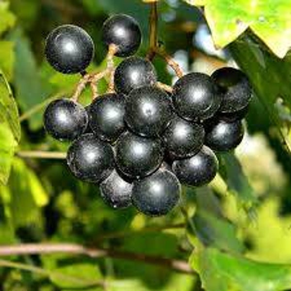 Muscadine Grape Vines - cuttings, fresh, 5 male/5 female