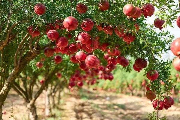 Pomegranate