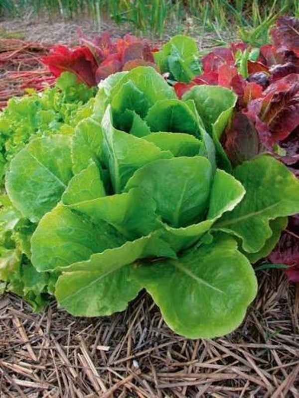 Variety of Romaine Lettuce (starts 10/8)