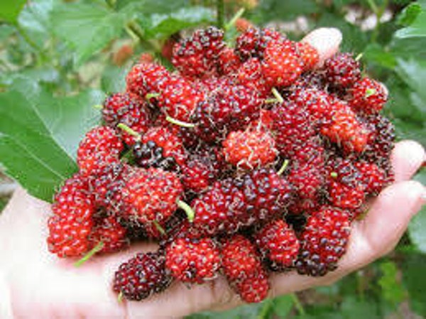 Red Mulberry Tree Cuttings (10)