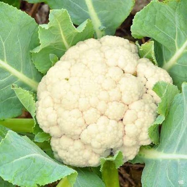 Snowball Cauliflower (Avail. Oct. 8th)