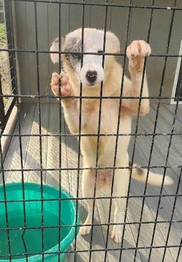BorderHeelers (Cattle Dog and Border Collie) Females/Shipping in lower 48 is $2.00/mile