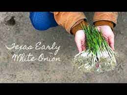 Texas Early White Onions bunch Shipped Nov - April