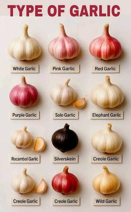 Garlic Variety (Per lb, available mid October)