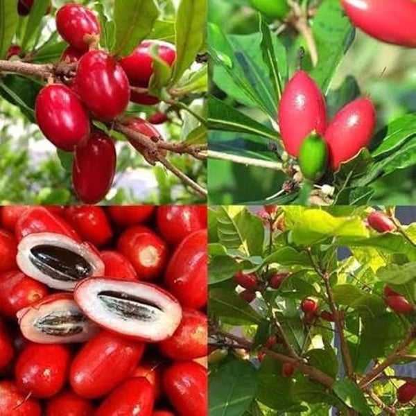 Wolfberry Tree (out of stock)