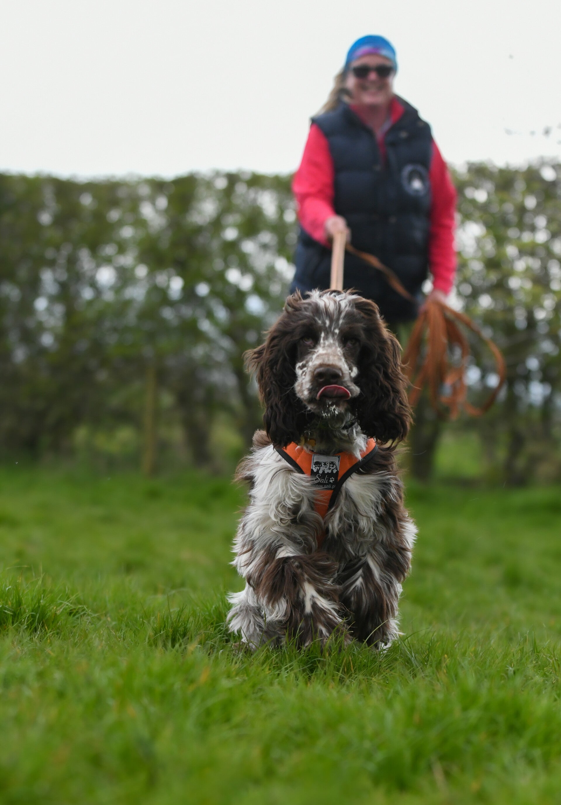 Dog scent detection van