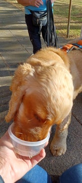 Dog receiving reward from trail layer