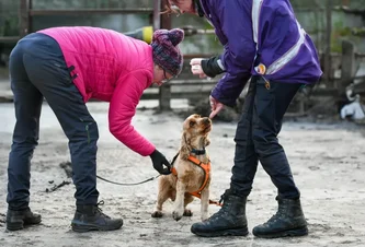 Dog receiving reward