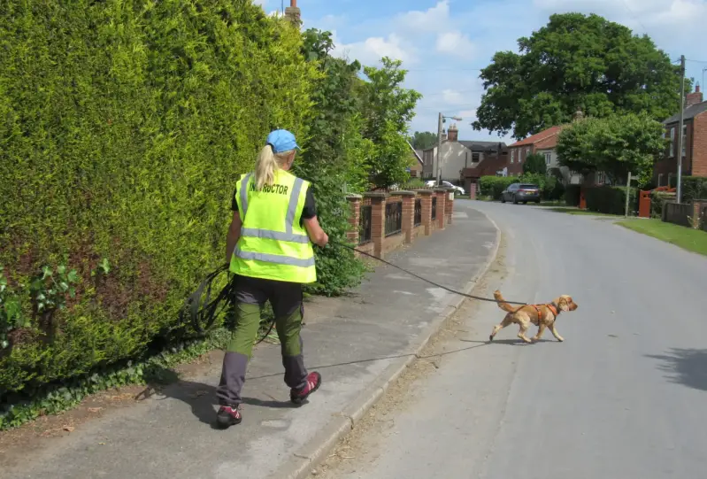 Dog handler with hi viz vest