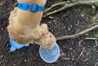 Dog with Treat Pots