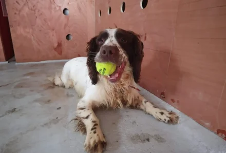 Marley Springer Spaniel
