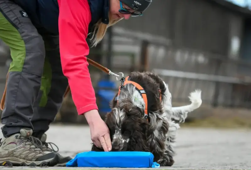 Spaniel indicating on item