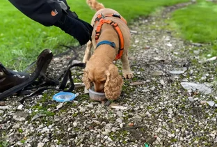 Spaniel receiving reward