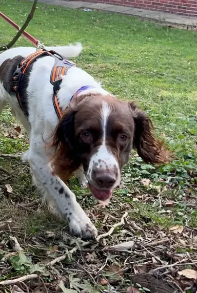 Spaniel trailing