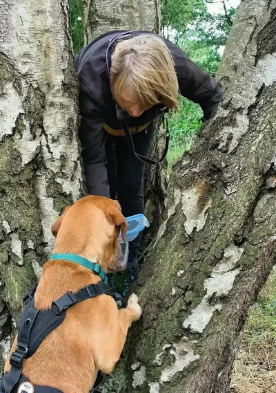 Dog receiving reward with female traillayer hidng in a tree
