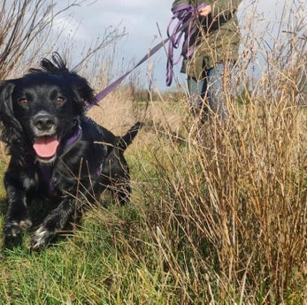 Peggy the Sprocker