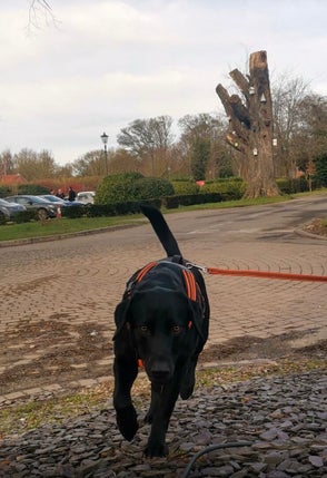 Buddy the Labrador
