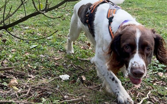 Finn Springer Spaniel