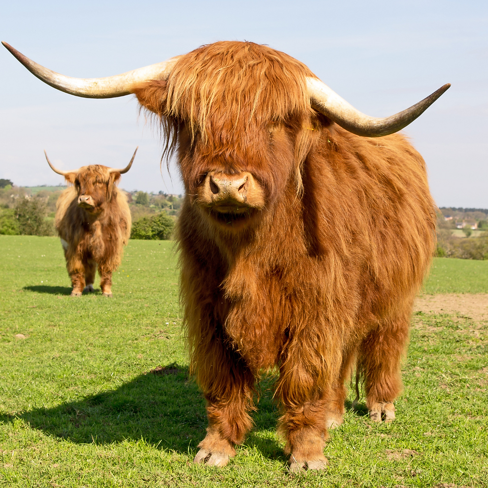 Bespoke Highland taxi tours in Fort William with single driver Bobby's Taxint