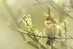 Europese vogels