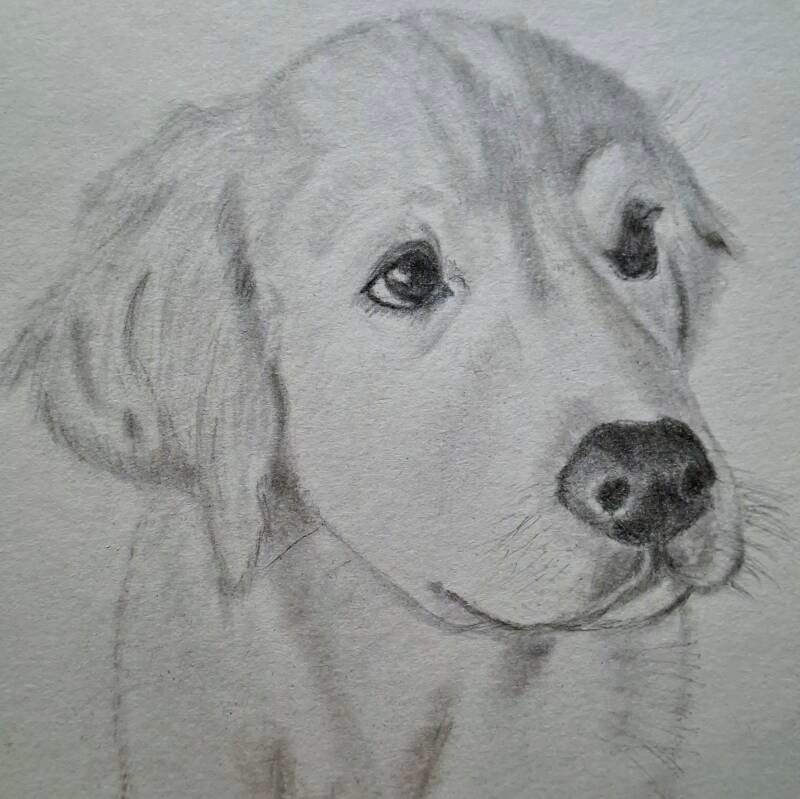 Huisdierportret Golden Retriever Puppie